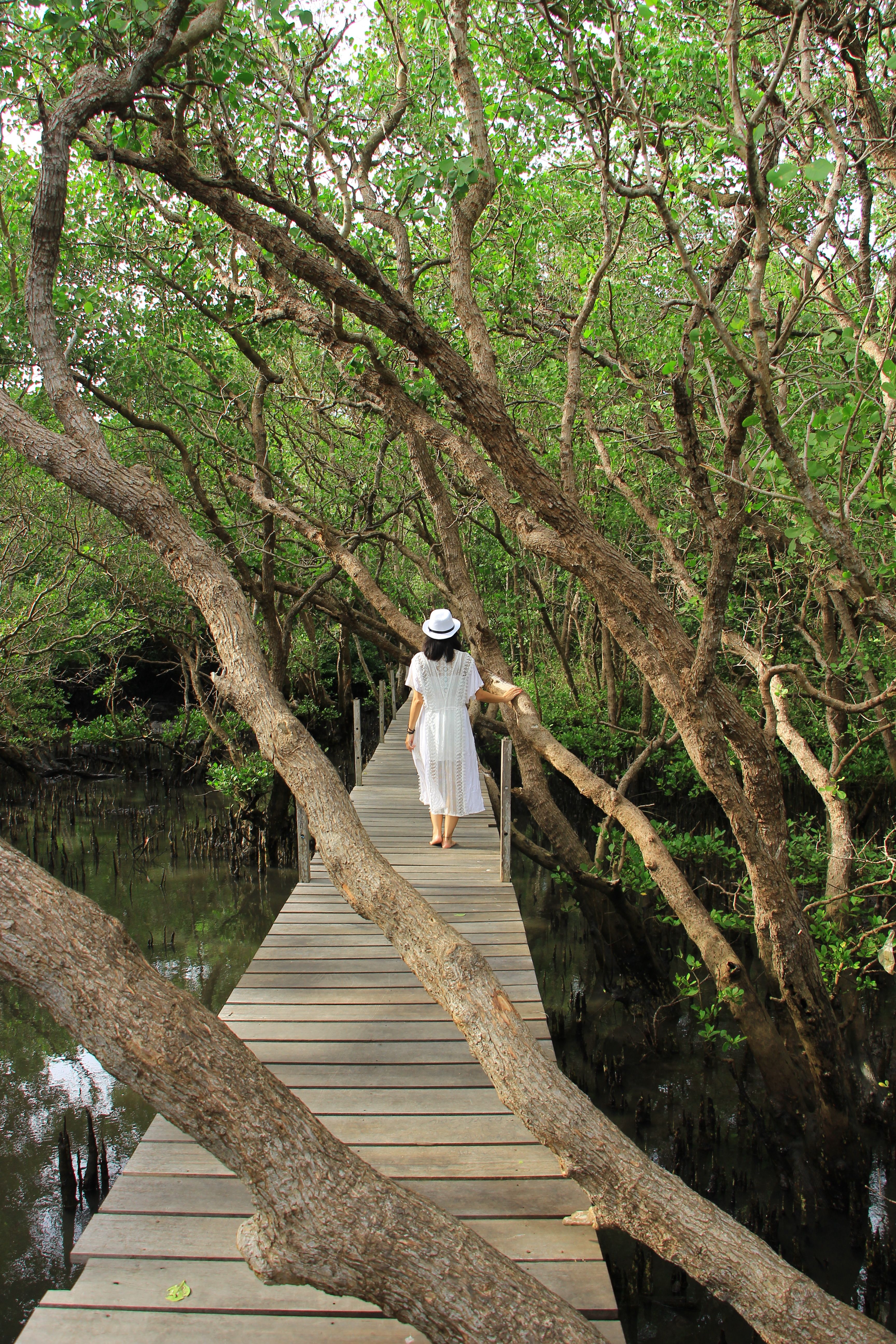 Wooden boardwalk winding through mangrove trees at Sungei Buloh Wetland Reserve in Singapore