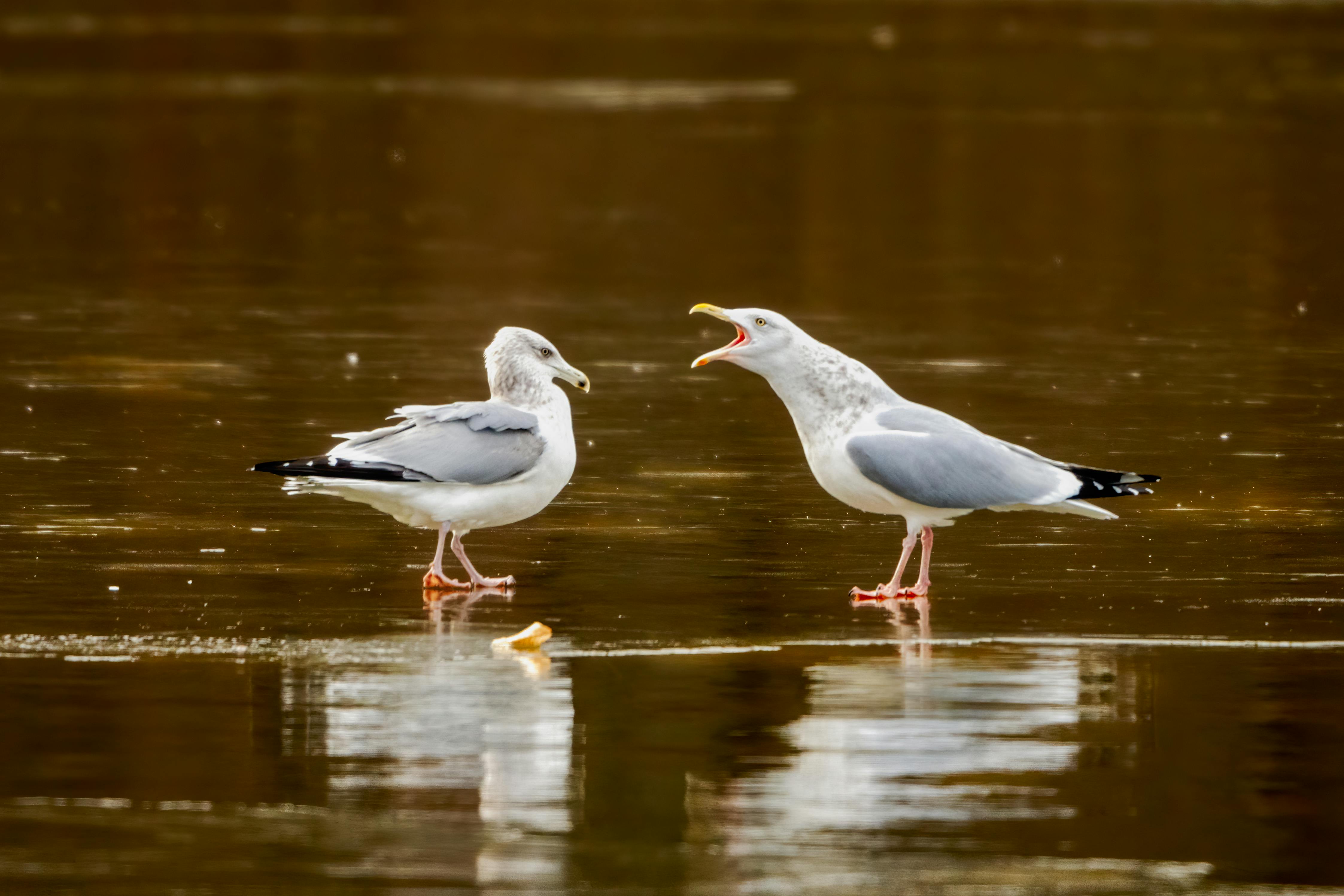 Birds On Water · Free Stock Photo