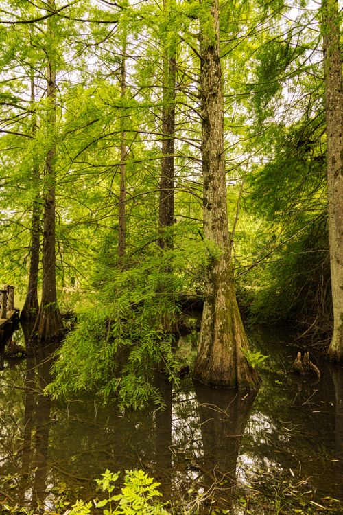 Free A tranquil scene of tall trees reflecting in a calm wetland area in İstanbul, Türkiye. Stock Photo