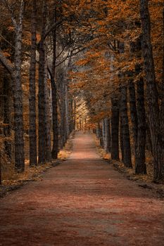 A scenic autumn path lined with colorful trees, capturing the essence of nature in Istanbul.