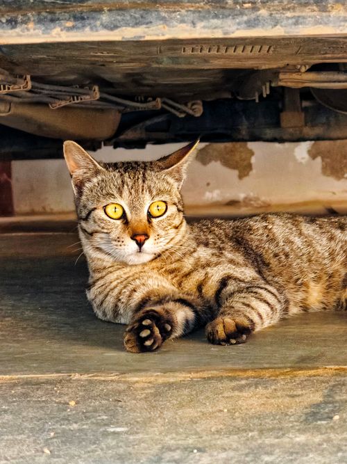 Free A curious tabby cat with striking eyes lies relaxed under a car, eyes wide open. Stock Photo