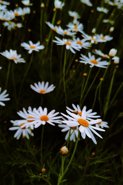 Free Fresh white daisies bloom in a garden, captured in the warm light of day. Stock Photo