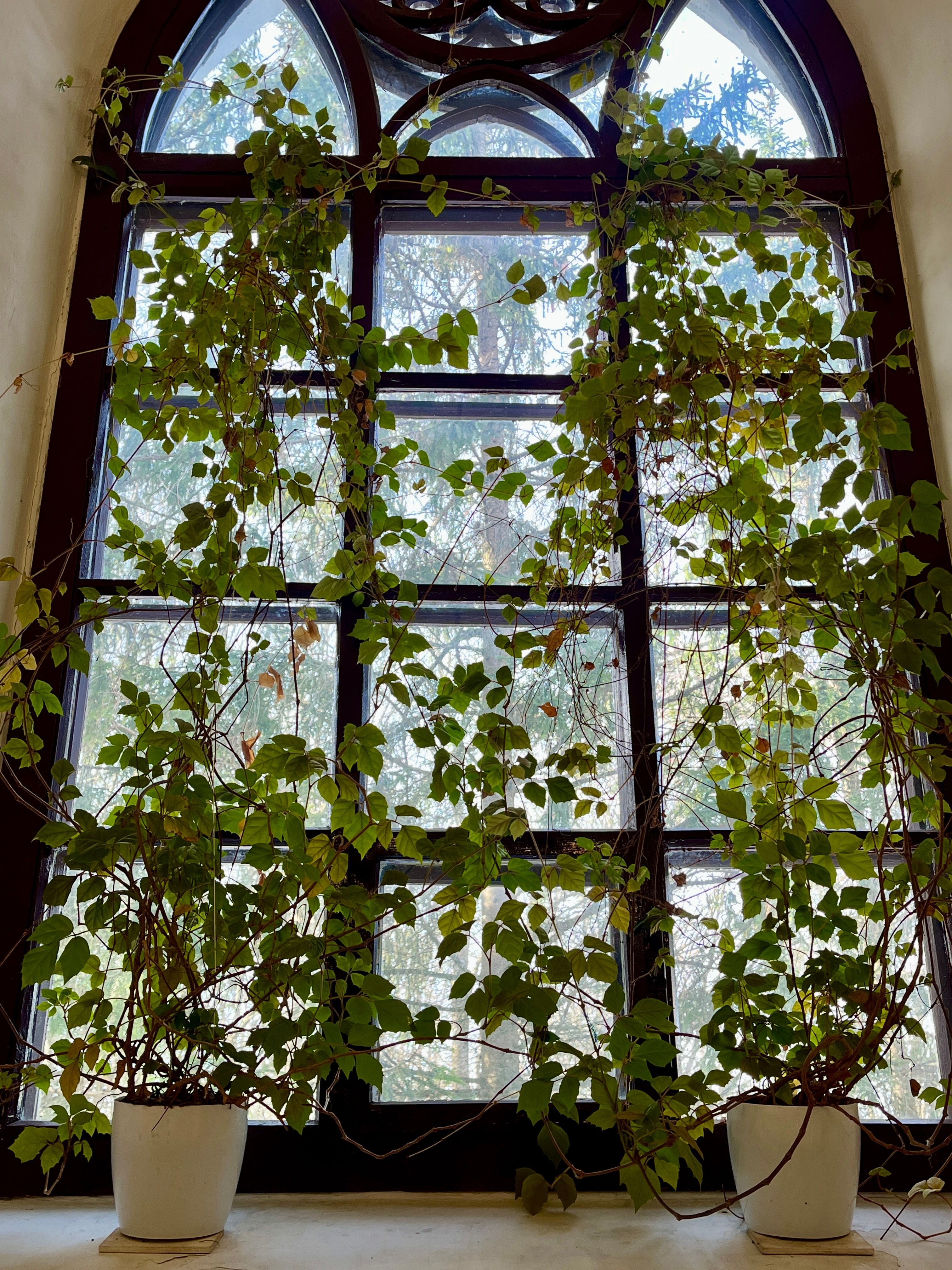 Vibrant green plants climb along an arched church window, capturing a sunny winter day indoors.