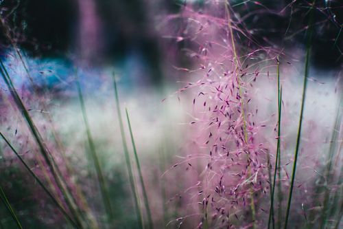 Free A dreamy close-up of pink ornamental grass with a soft, ethereal focus effect. Stock Photo