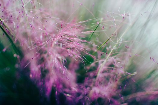 Vibrant close-up of delicate pink ornamental grass blades in focus, creating a dreamy effect.