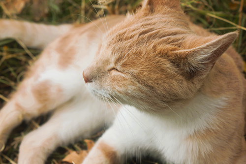 Free Ginger and white cat basking in the warm sunlight, eyes closed peacefully. Stock Photo