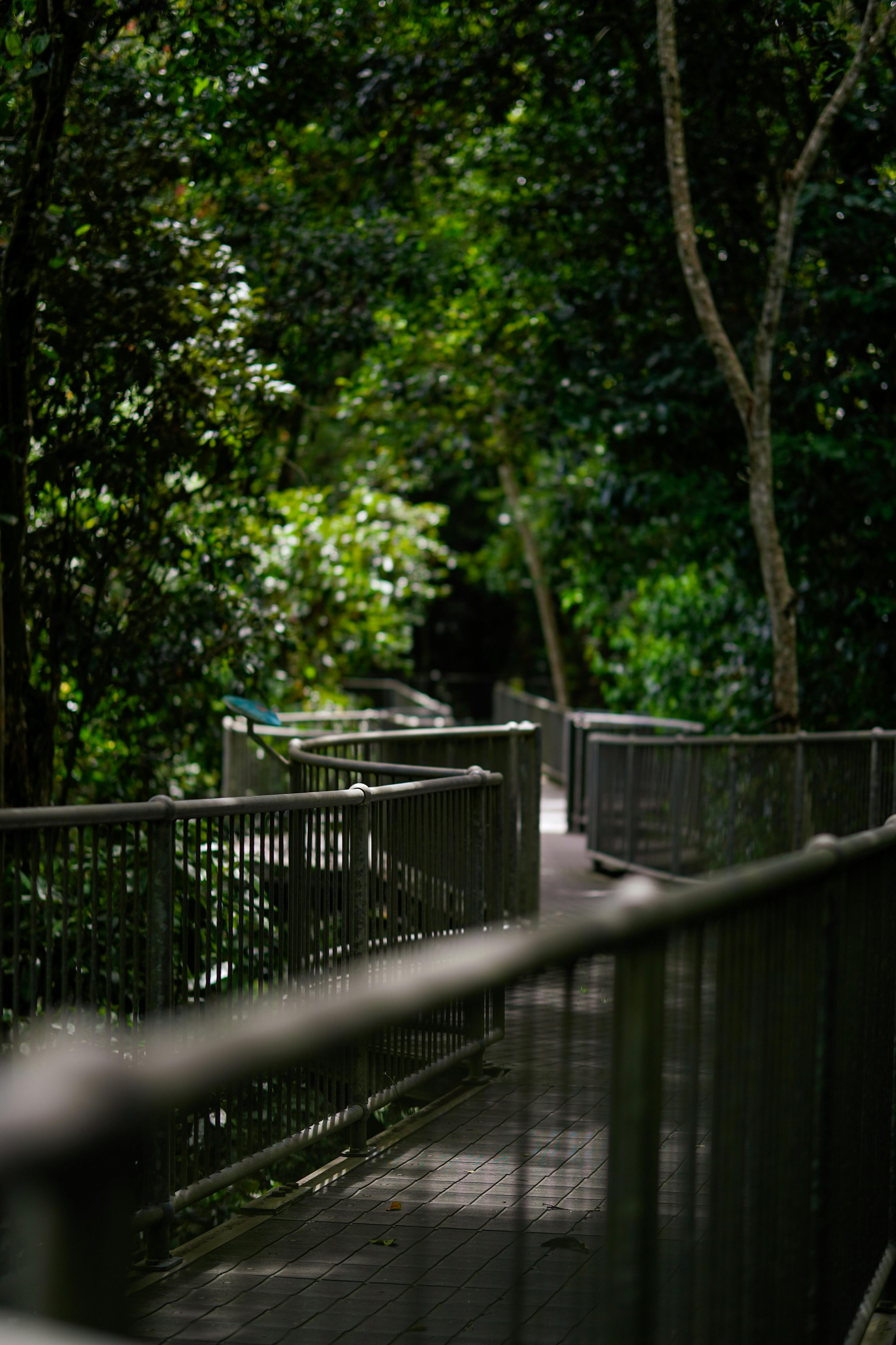 Gratis arkivbilde med avslapping, biologisk mangfold, botanisk Arkivbilde