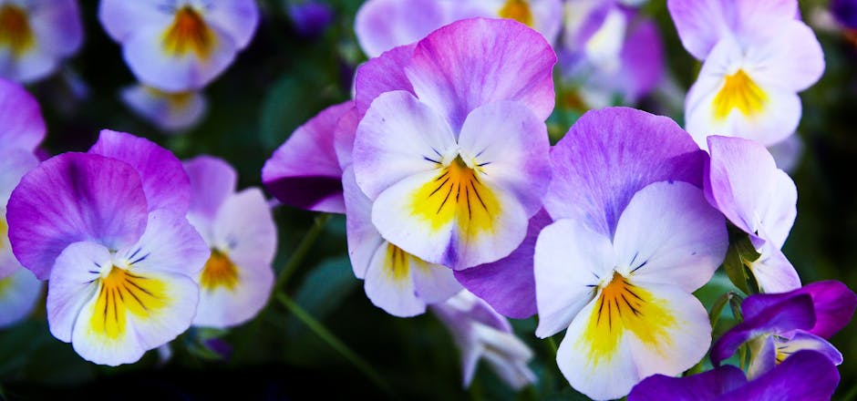 White Purple Flower