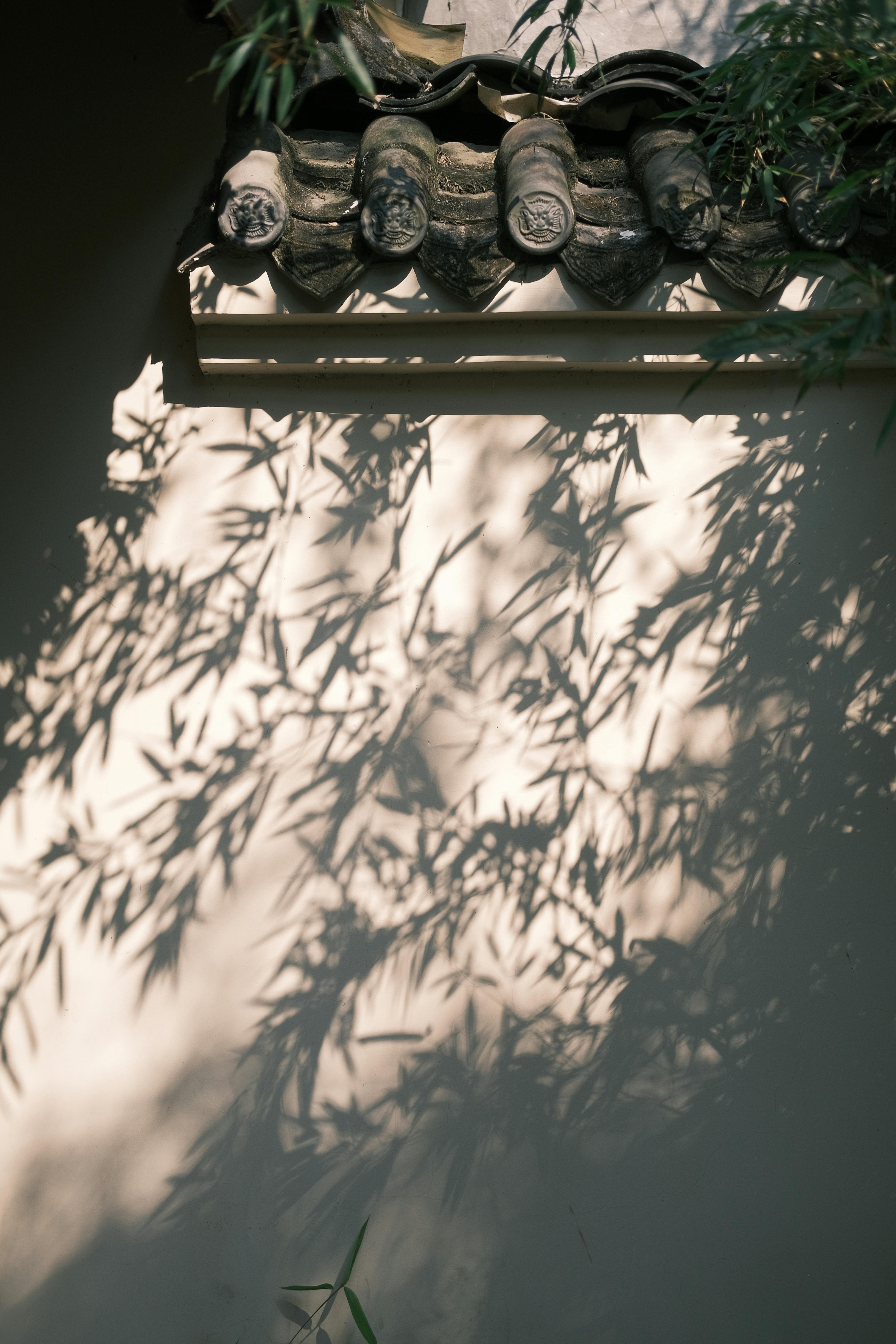 Δωρεάν Το φως του ήλιου ρίχνει σκιές από μπαμπού σε έναν αρχαίο κινεζικό τοίχο με παραδοσιακά κεραμίδια. Φωτογραφία από στοκ φωτογραφιών