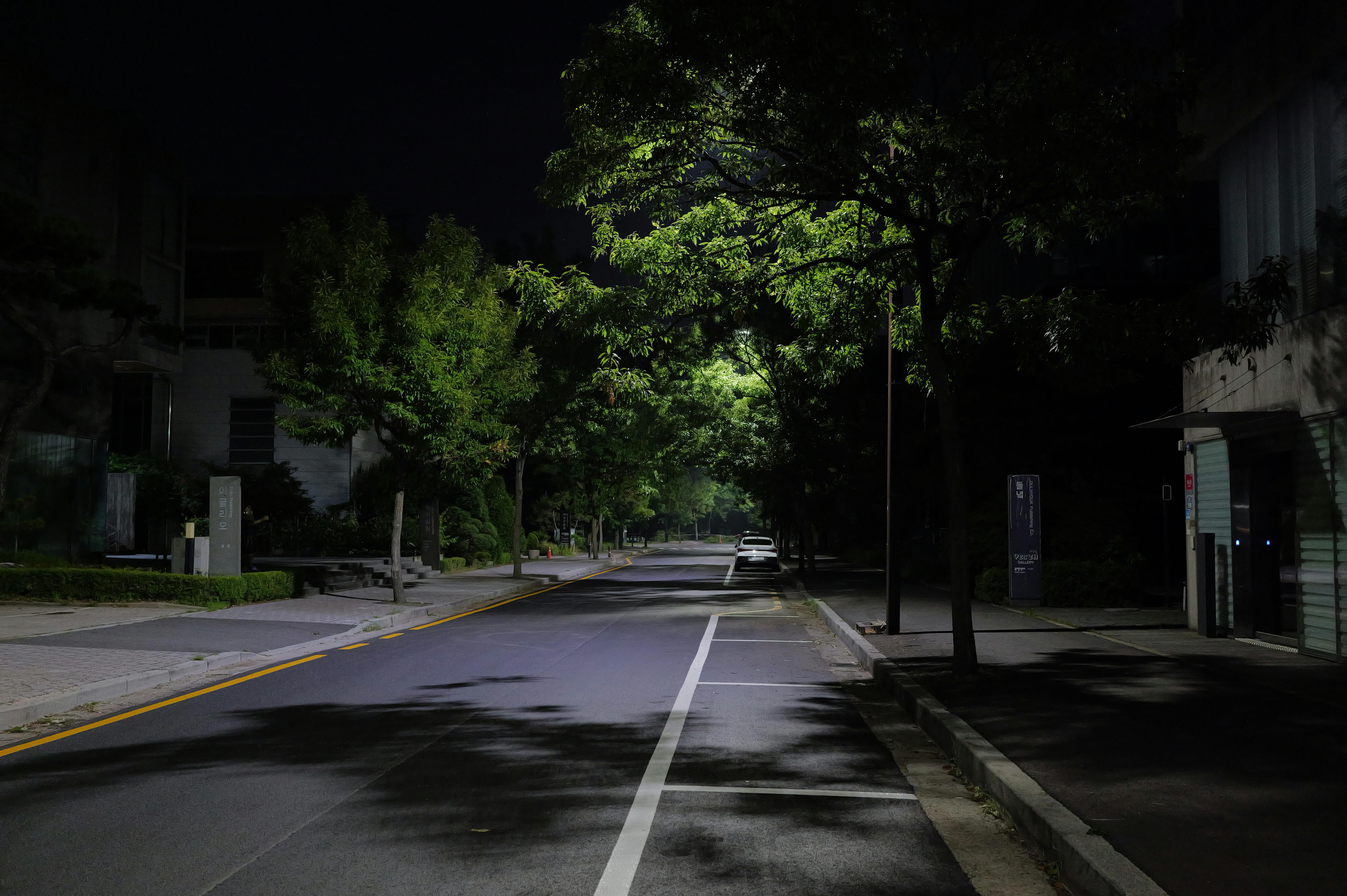 Free stock photo of leasves