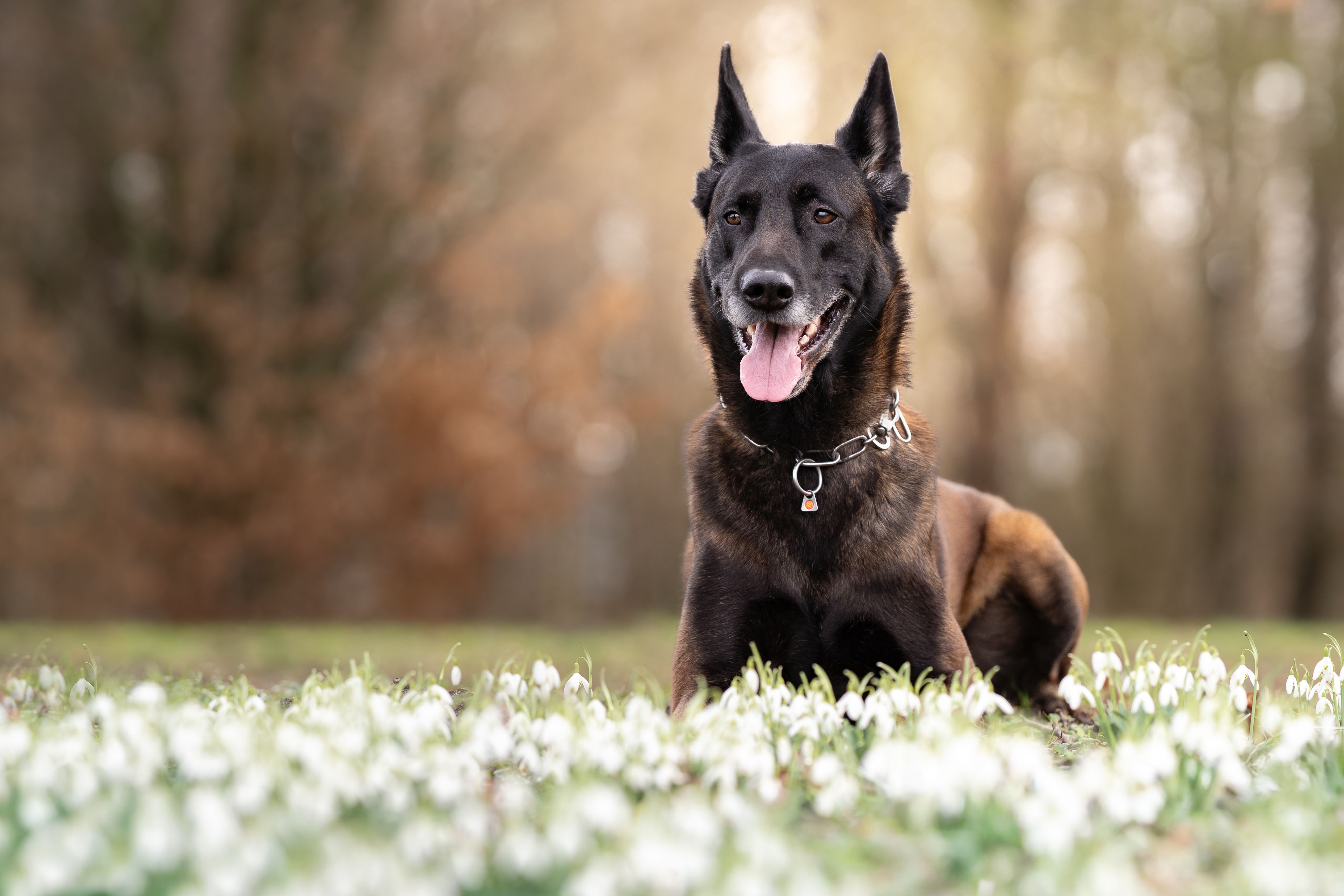 malinois noir - Caractère du Malinois noir : un chien intense et très proche de son maître