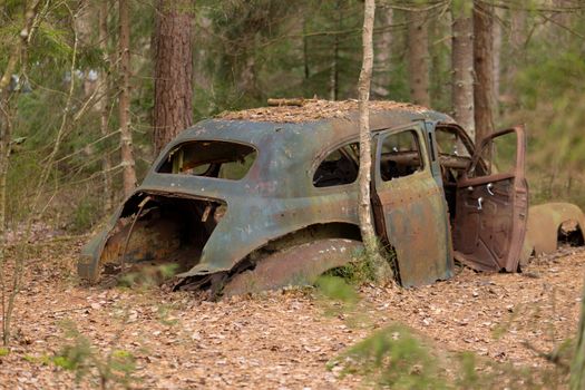 Old rusty car abandoned in a dense forest setting, overgrown with nature.