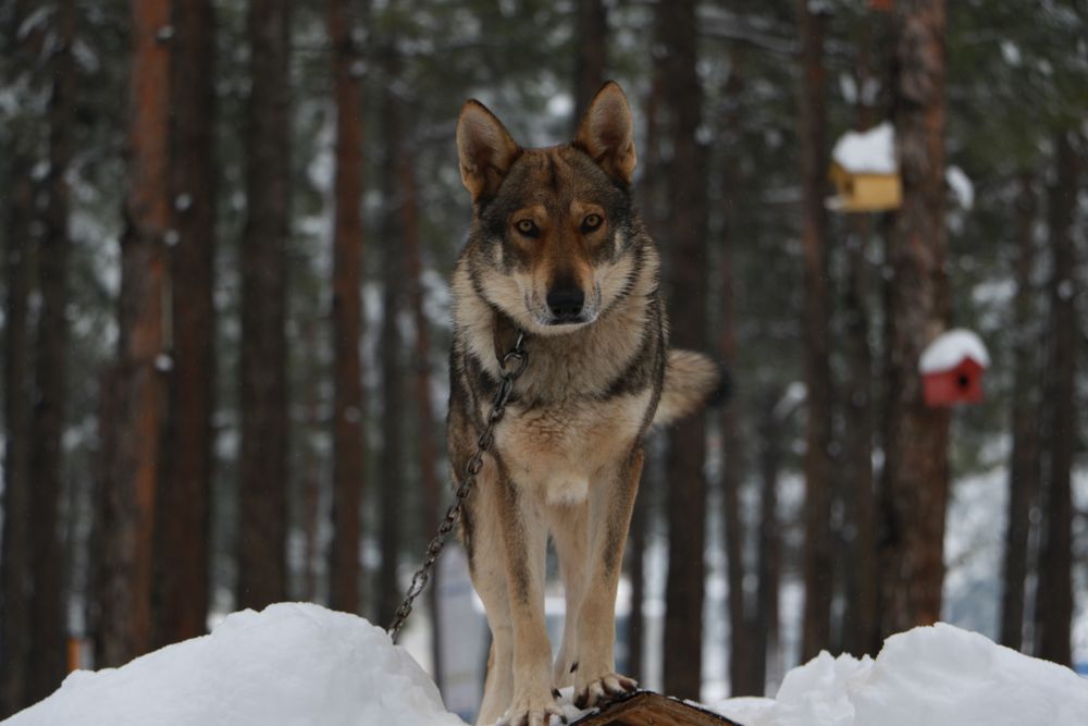 Czechoslovakian Wolfdog, photo 3