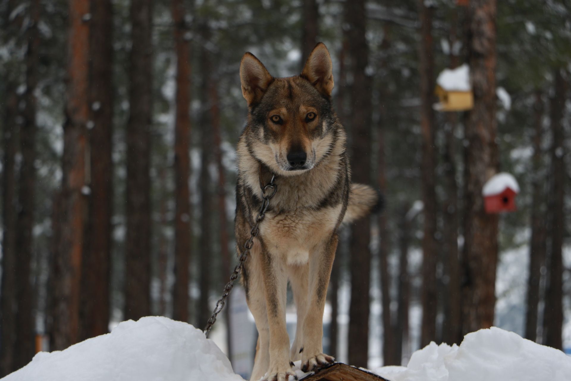 A Czechoslovakian Wolfdog