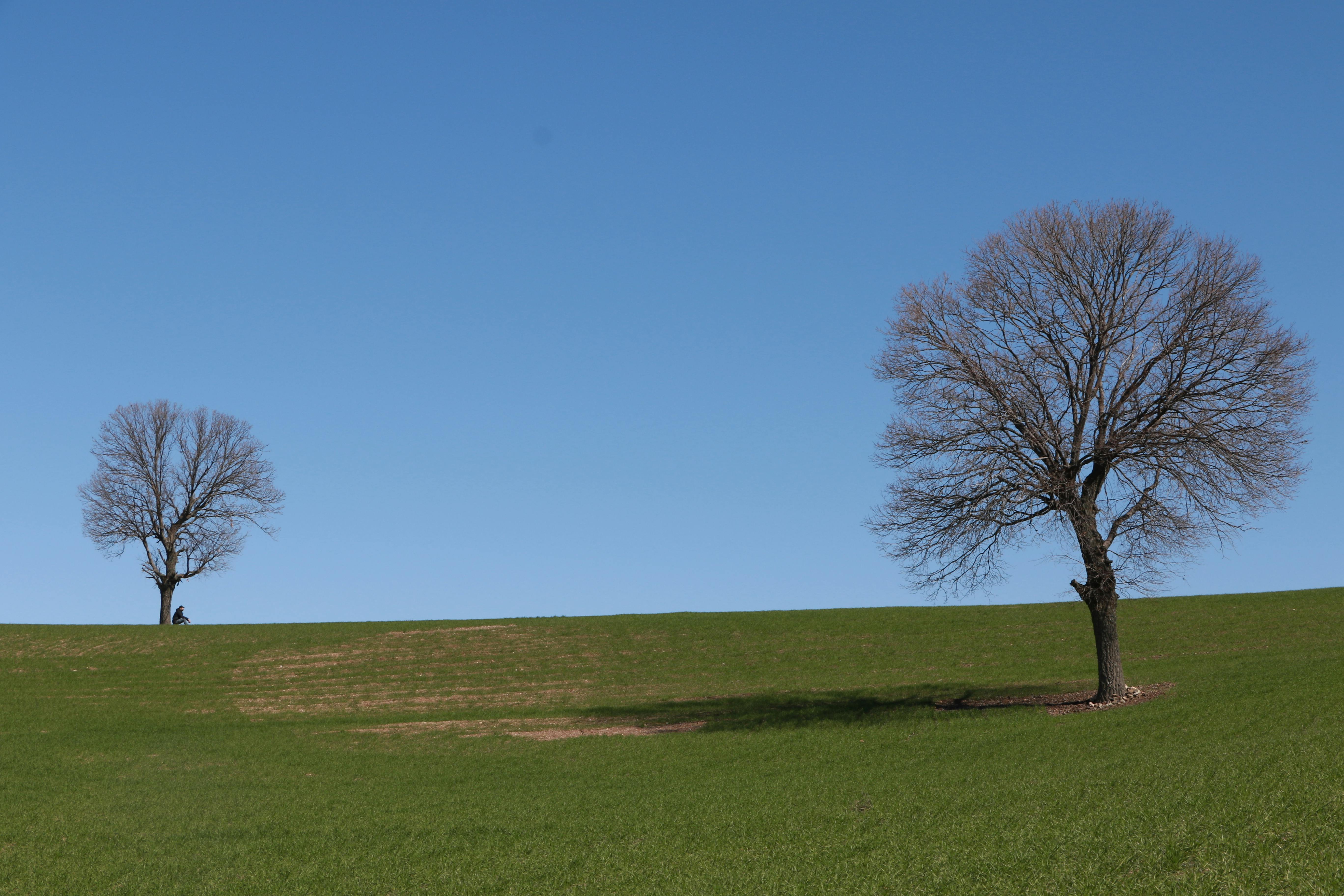 無料 澄んだ青い空を背景にした緑の丘の上に 2 本の葉のない木があるミニマリストの風景。 写真素材