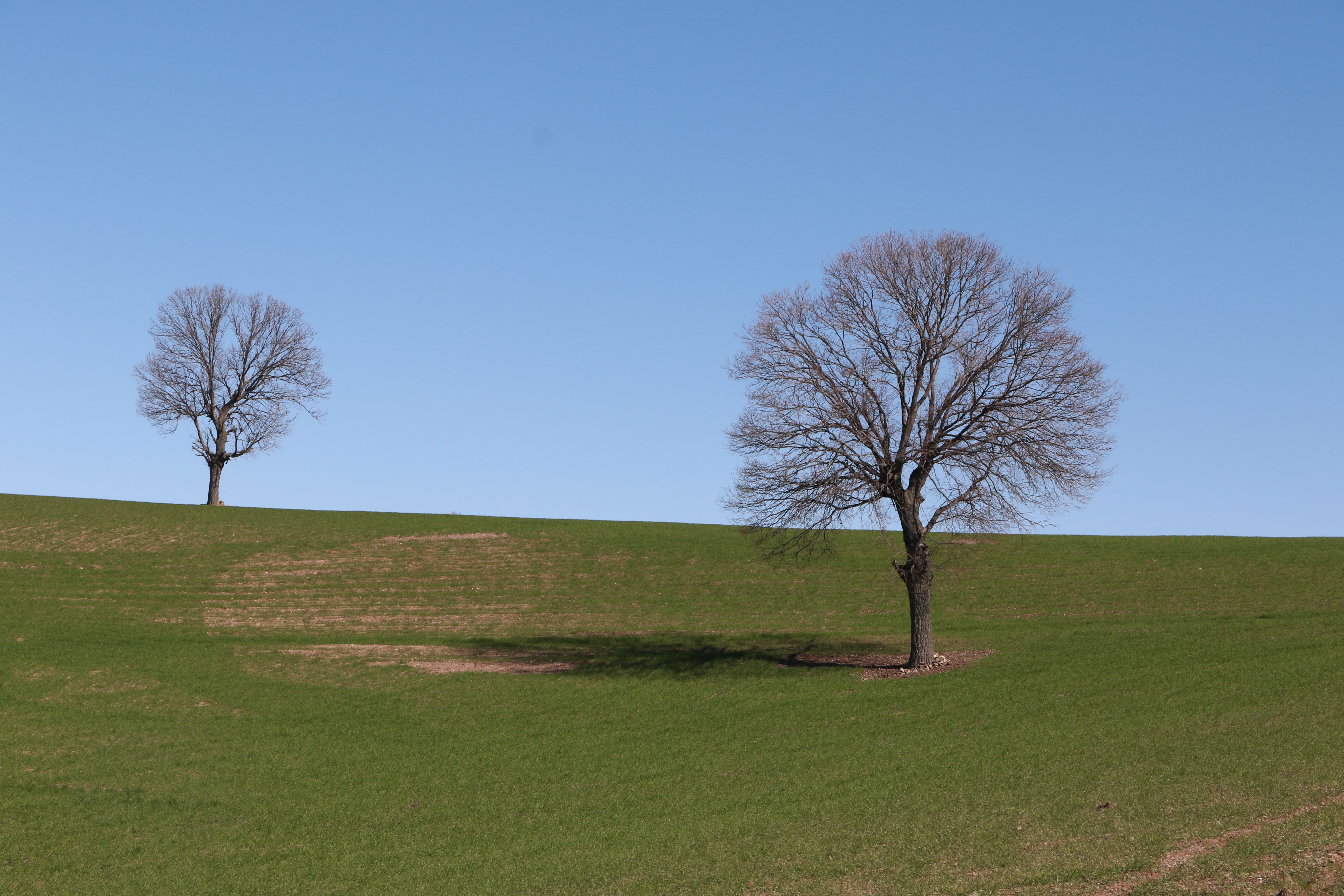Serene Landscape with Bare Trees on Rolling Hills · Free Stock Photo