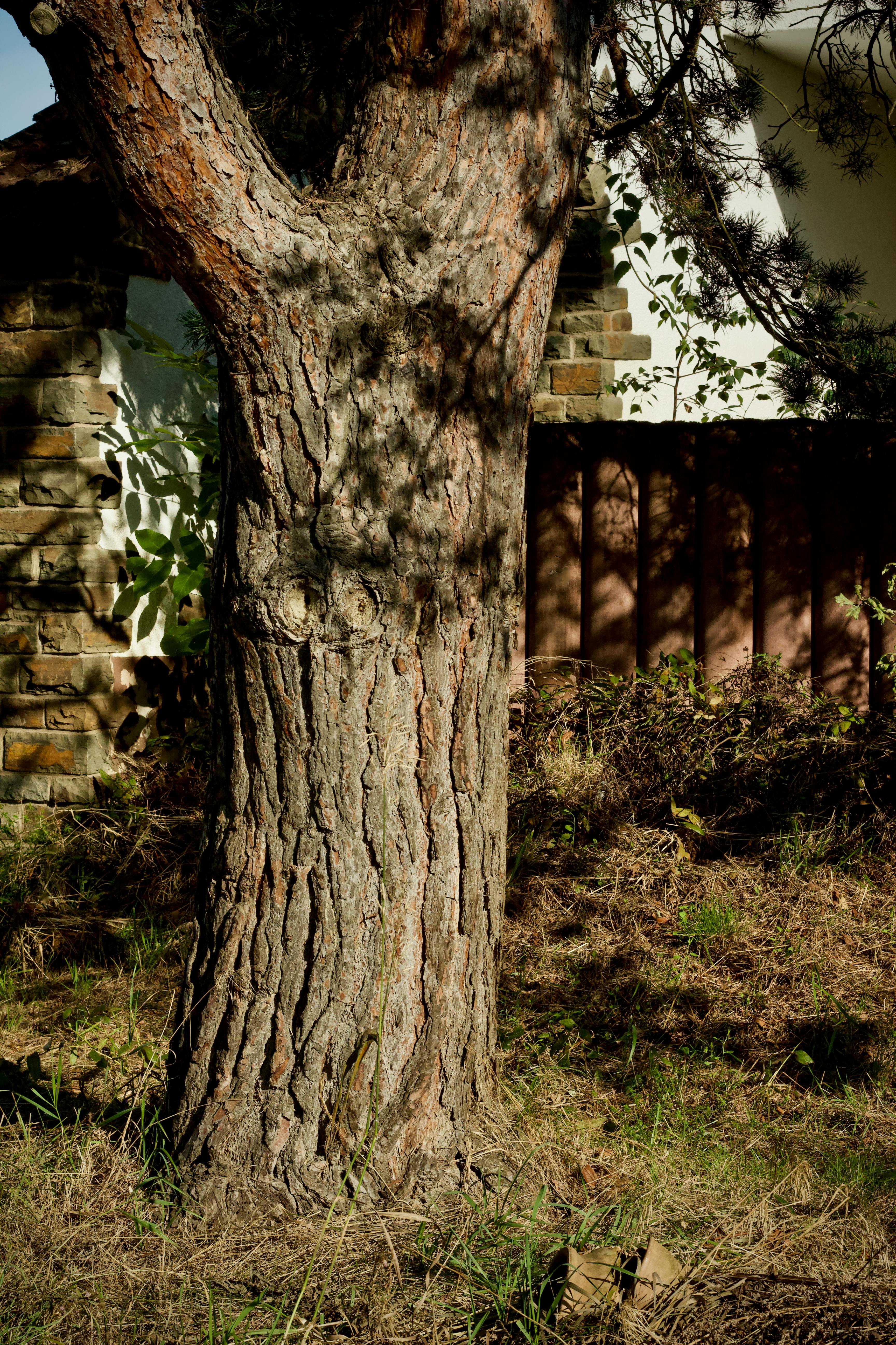 Gratuit Un tronc d'arbre projette son ombre sur un mur rustique dans un cadre extérieur ensoleillé. Photos