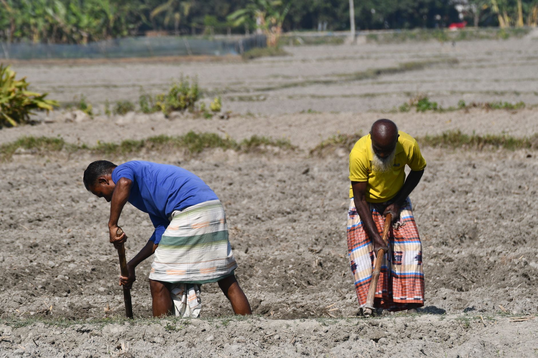 Two farmers work the fields in Rangpur, Bangladesh, showcasing traditional agricultural methods.