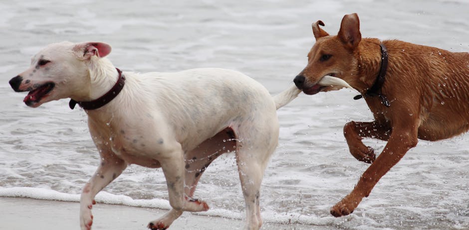 White Short Coat Dog