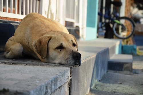 Free stock photo of asleep, dog, golden