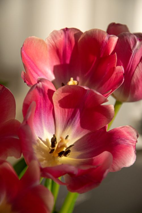 Free Bright pink tulips basking in warm sunlight, details of delicate petals and stamens captured. Stock Photo