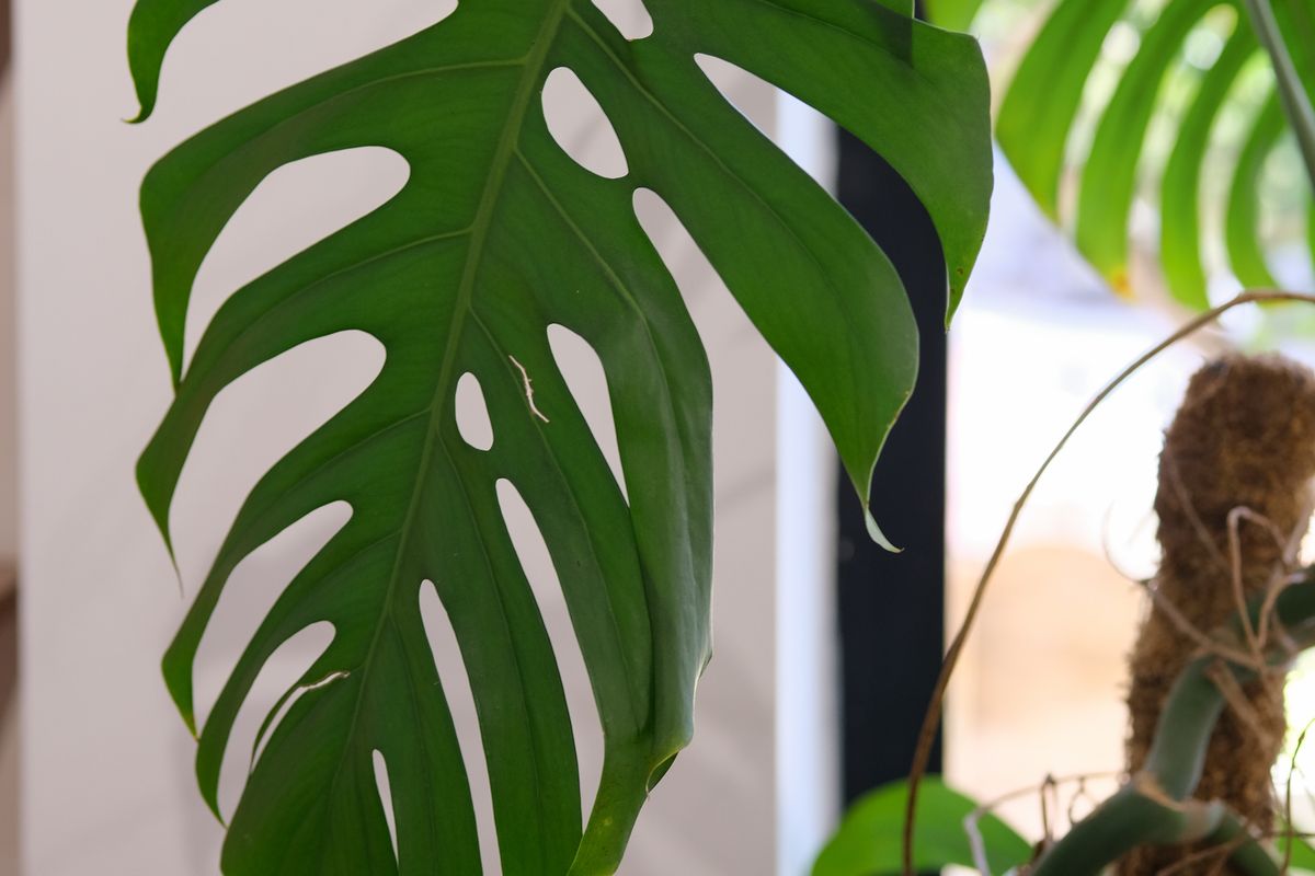Monstera leaf with sunlight filtering through