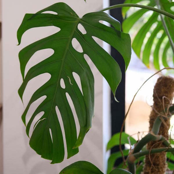 Houseplant Care Kit