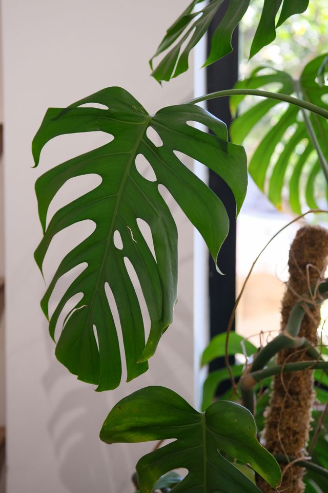 Monstera leaf in natural sunlight
