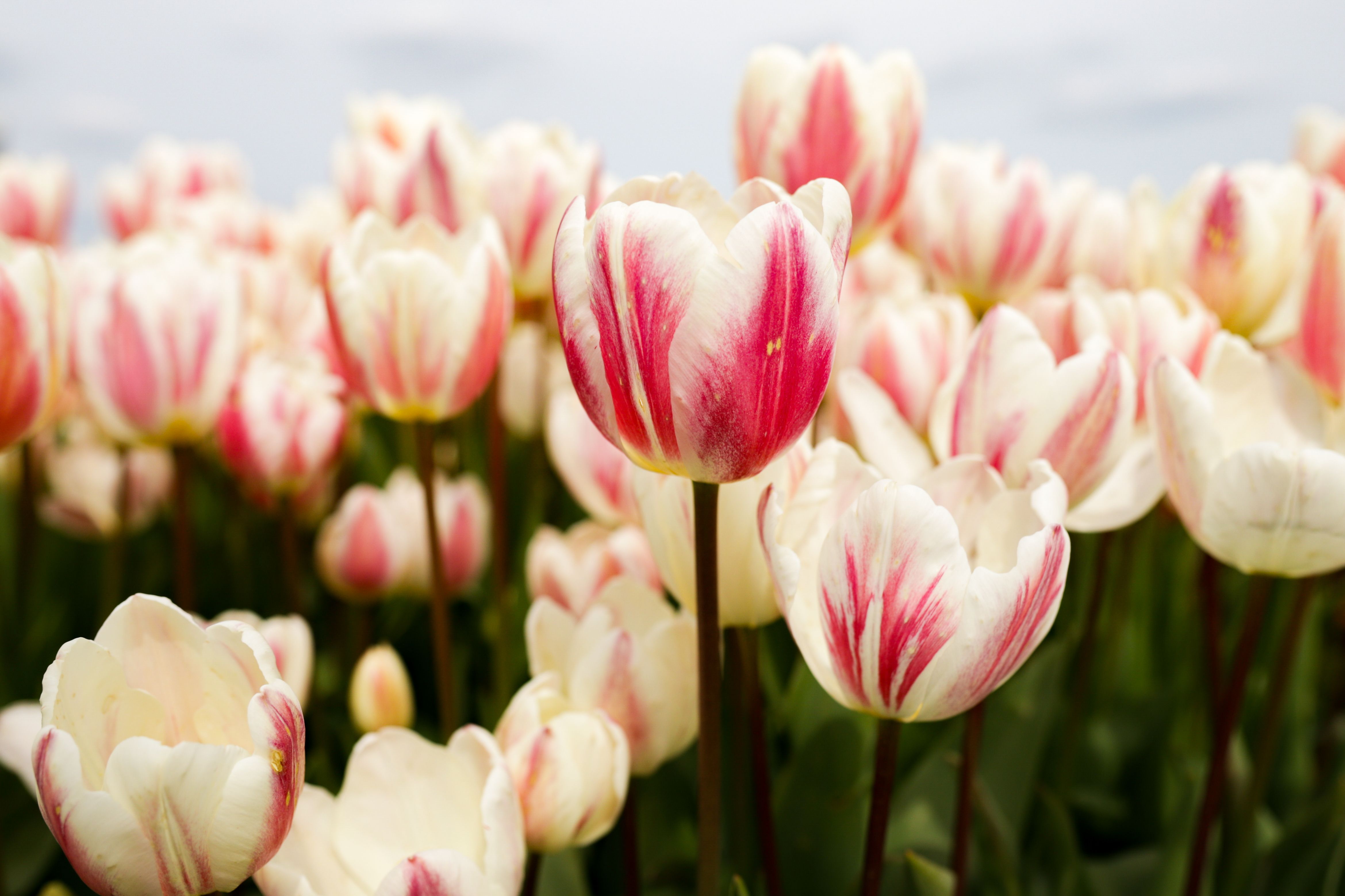 Beautiful Pink and White Tulip Field in Bloom · Free Stock Photo