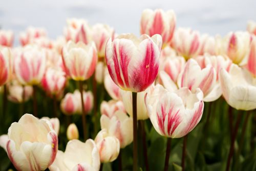 Free A vibrant field of pink and white tulips blooming under a clear sky, capturing spring's essence. Stock Photo