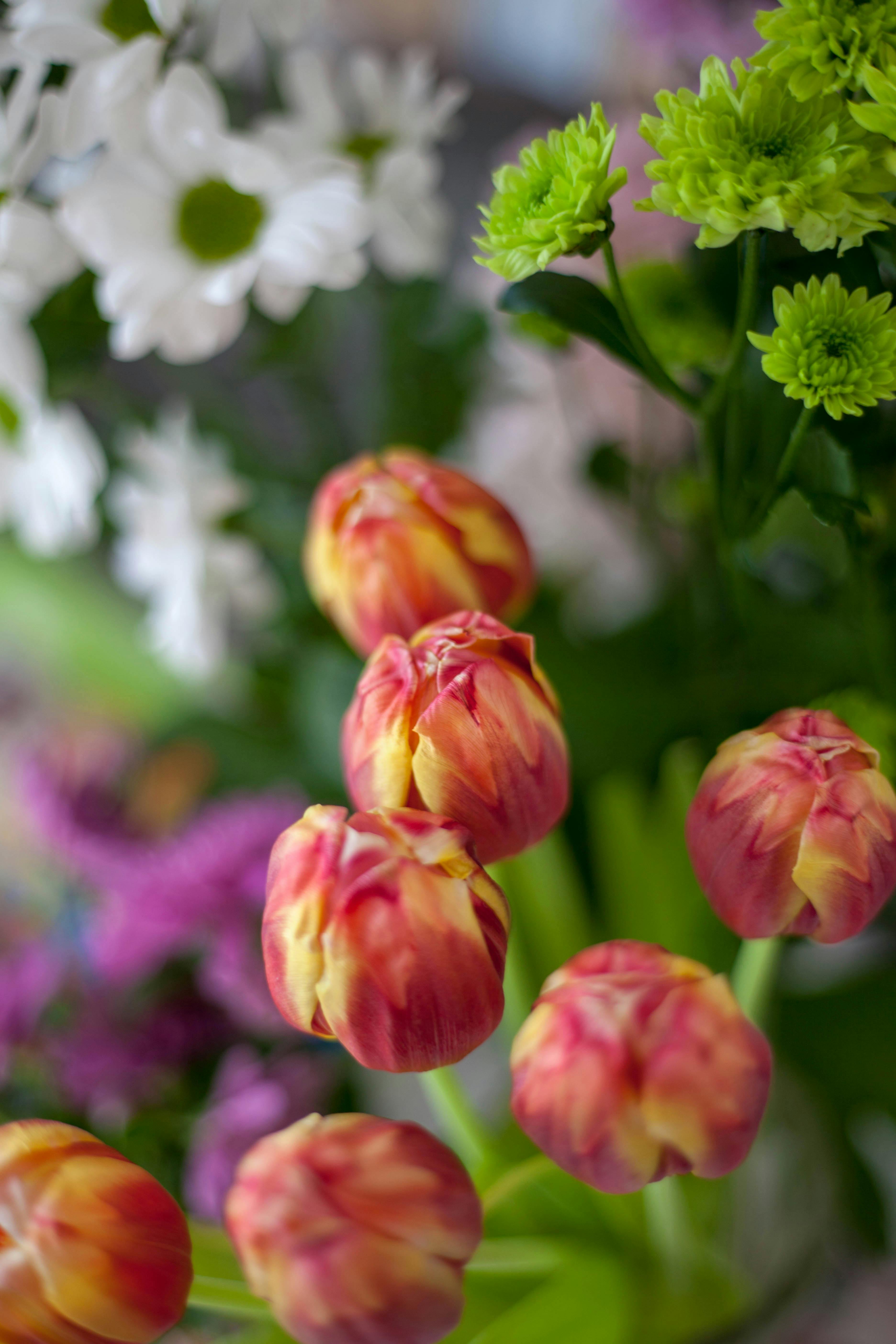 [ColoSach]-colorful-tulips-with-chrysanthemums-in-a-dynamic-floral-arrangement,-showcasing-vivid-spring-blooms.