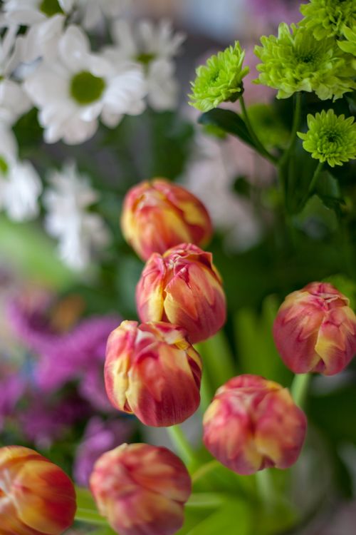 Free Colorful tulips with chrysanthemums in a dynamic floral arrangement, showcasing vivid spring blooms. Stock Photo