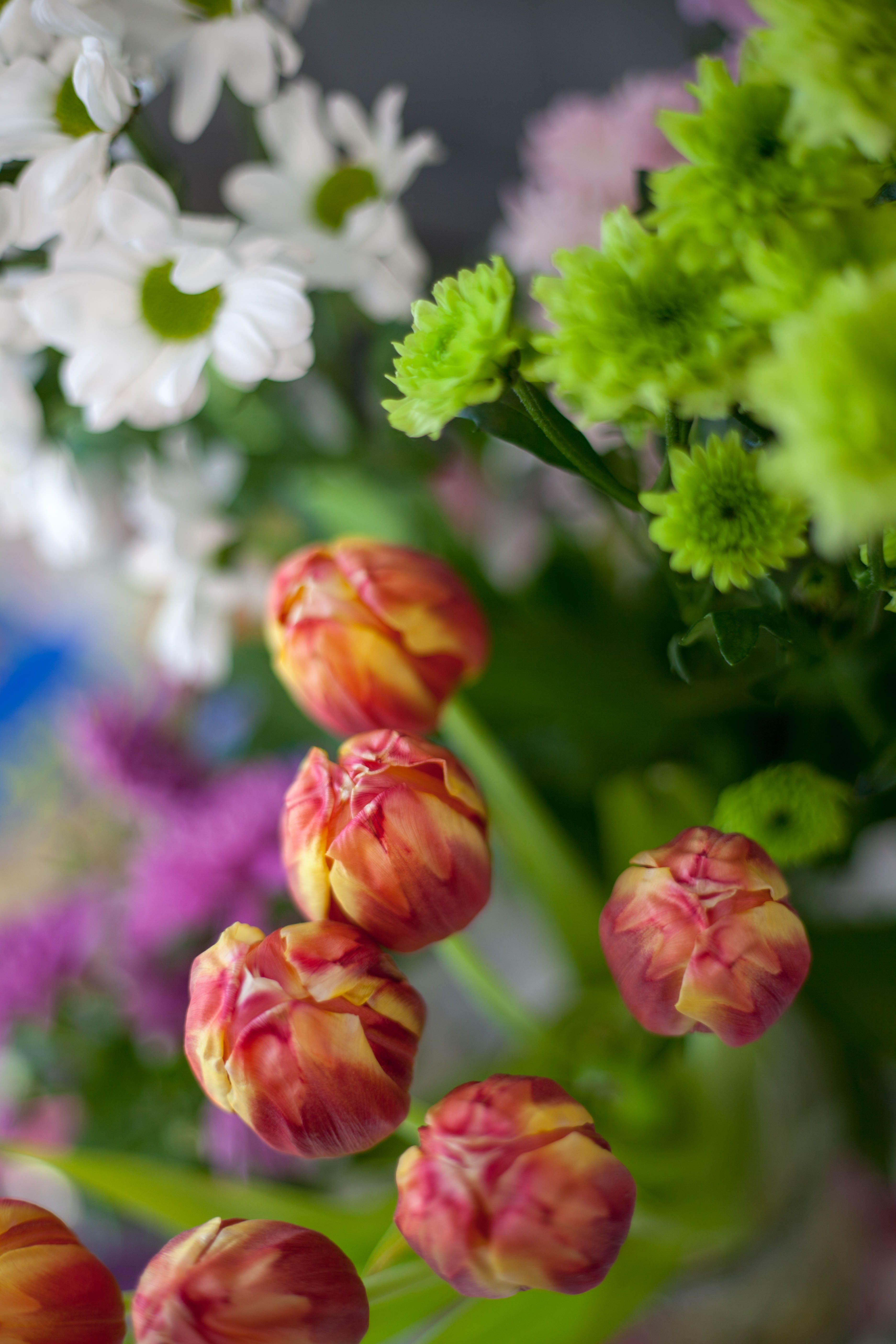 [ColoSach]-colorful-arrangement-of-tulips-and-daisies,-perfect-for-spring-decor.