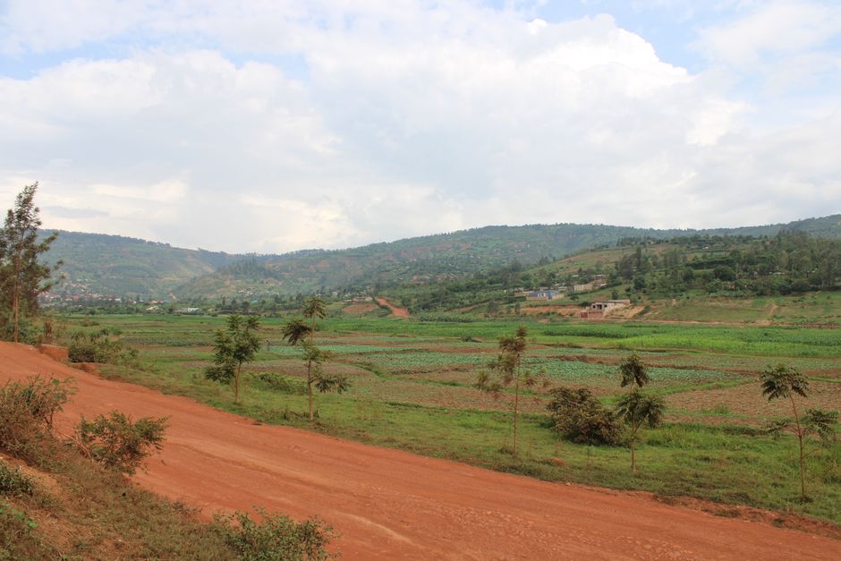 Picturesque view of lush green fields and rolling hills in Kigali, Rwanda.