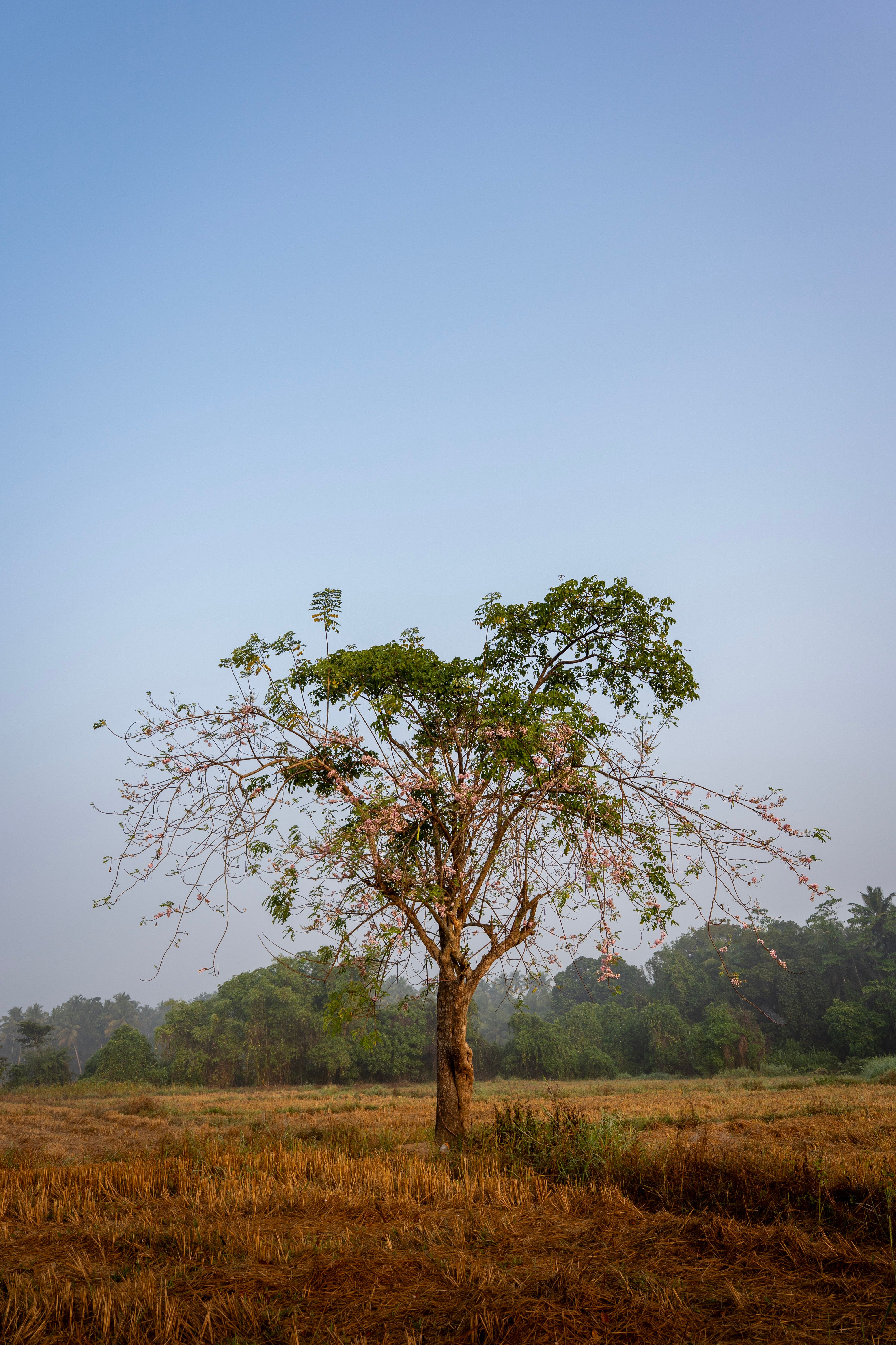 Solitary Tree in Misty Field at Dawn · Free Stock Photo