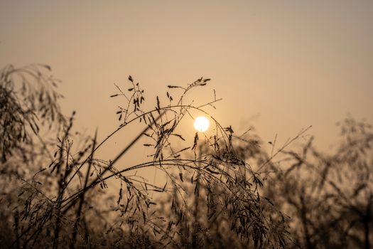 Gentle sunrise casting warm light over dew-laden grass, creating a tranquil natural scene.