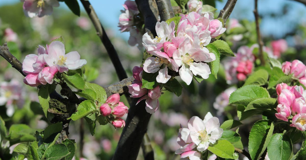 Free stock photo of apple, apple blossom, orchard