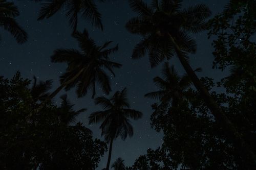 Free Tropical palm trees silhouetted against a star-filled night sky. Stock Photo
