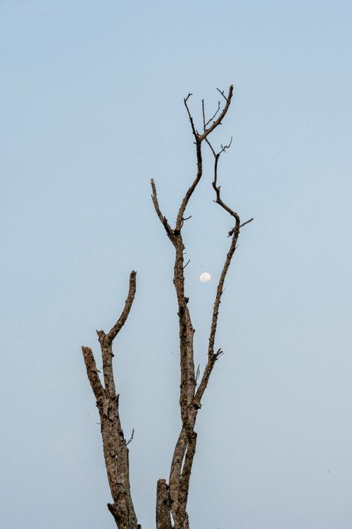 Free Minimalist photo of bare tree branches against a clear sky with the moon visible in the background. Stock Photo