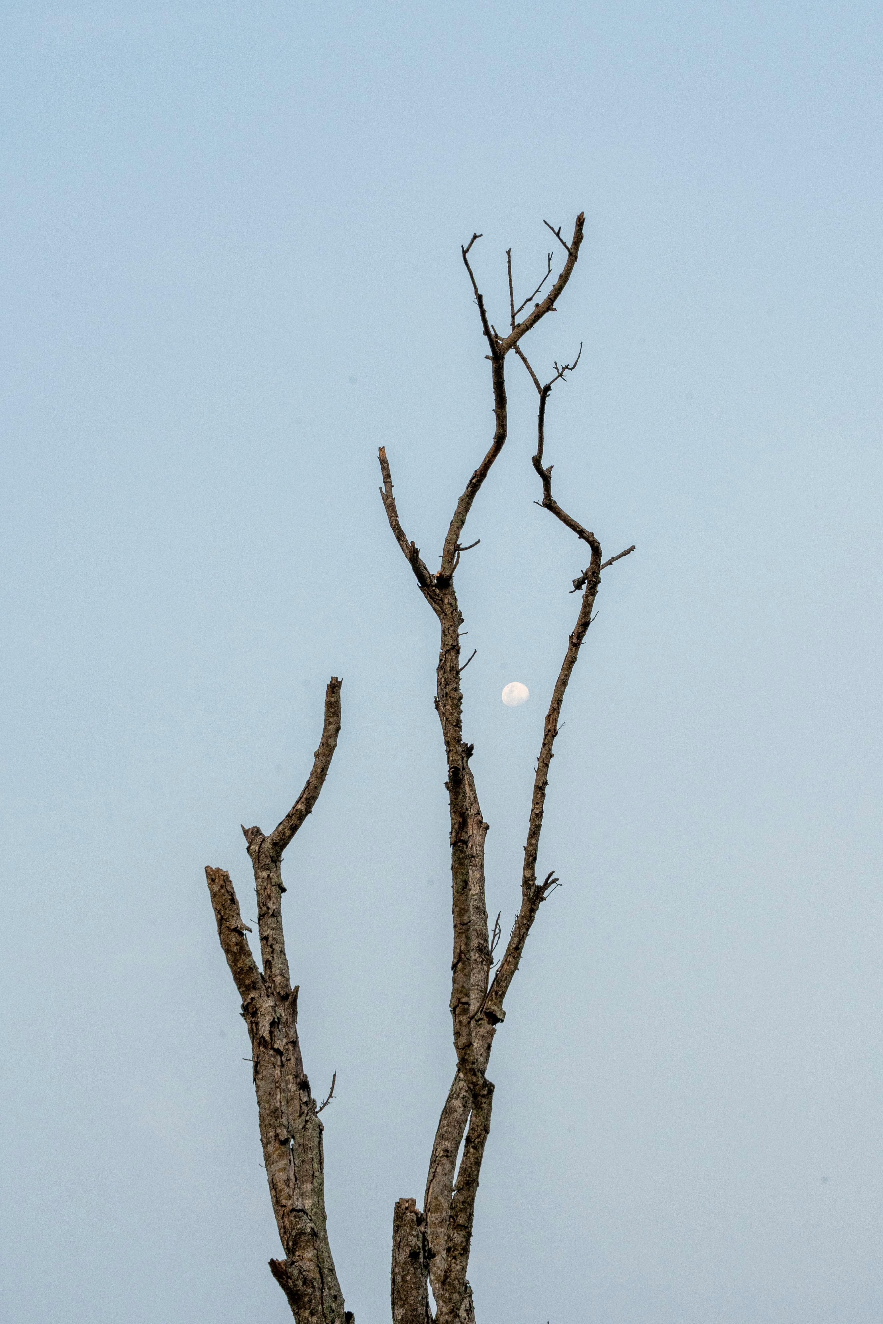 grátis Fotografia minimalista de galhos de árvore nus contra um céu limpo com a lua visível ao fundo. Foto profissional