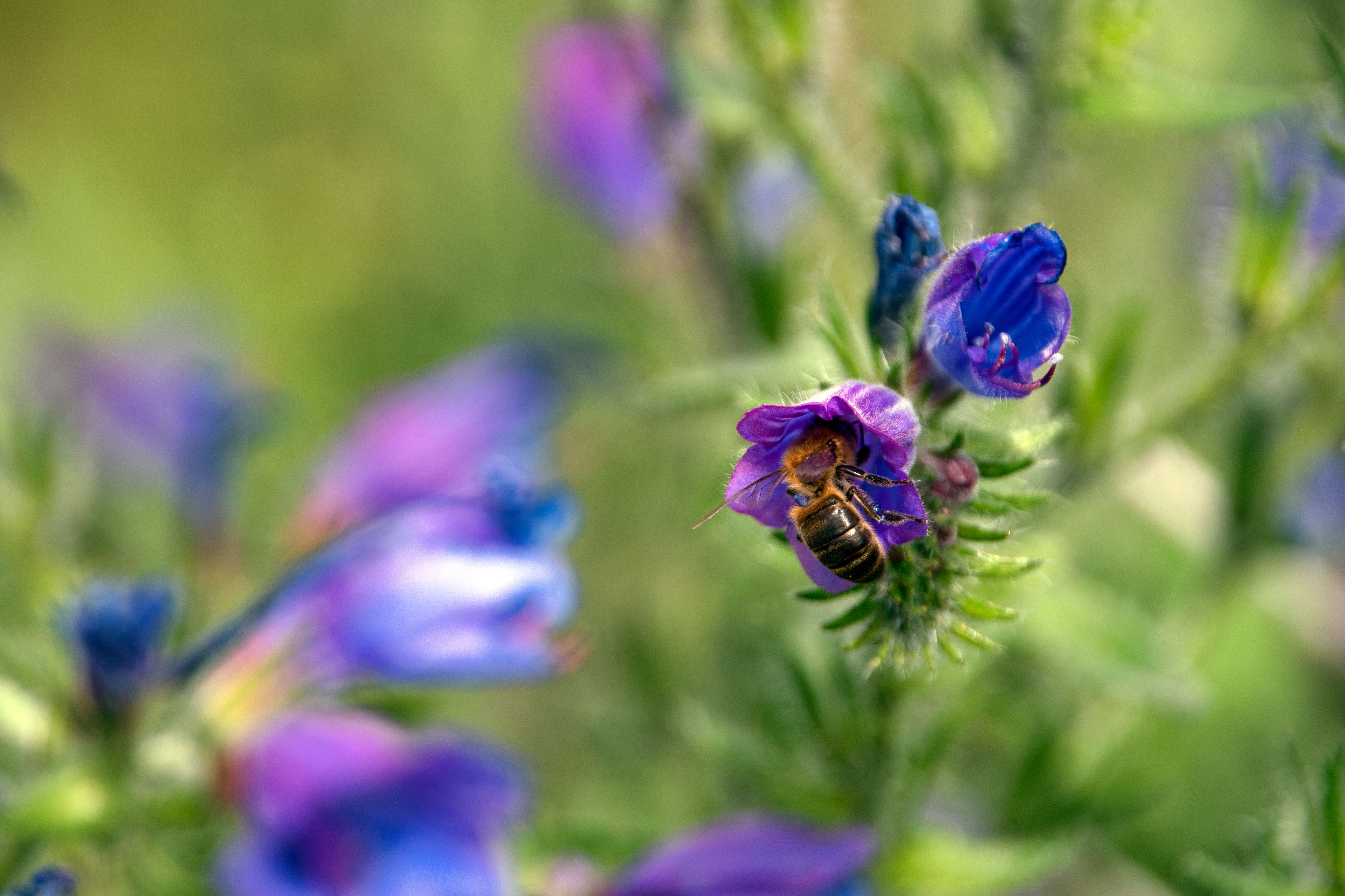 Bee Pollinating Purple Wildflowers in Nature · Free Stock Photo