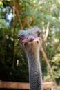 Close-up of an Ostrich in a Forest Setting