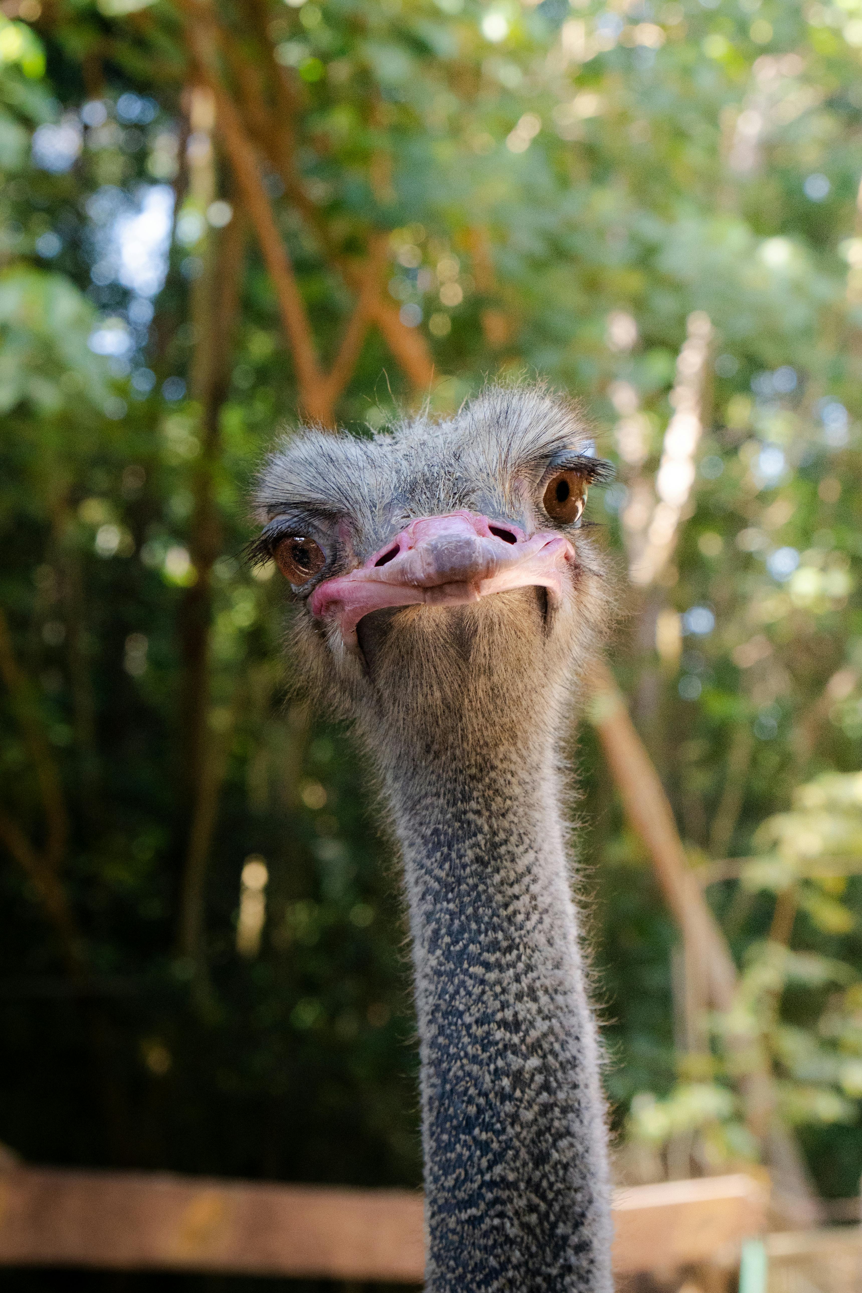 Close-up of an Ostrich in a Forest Setting