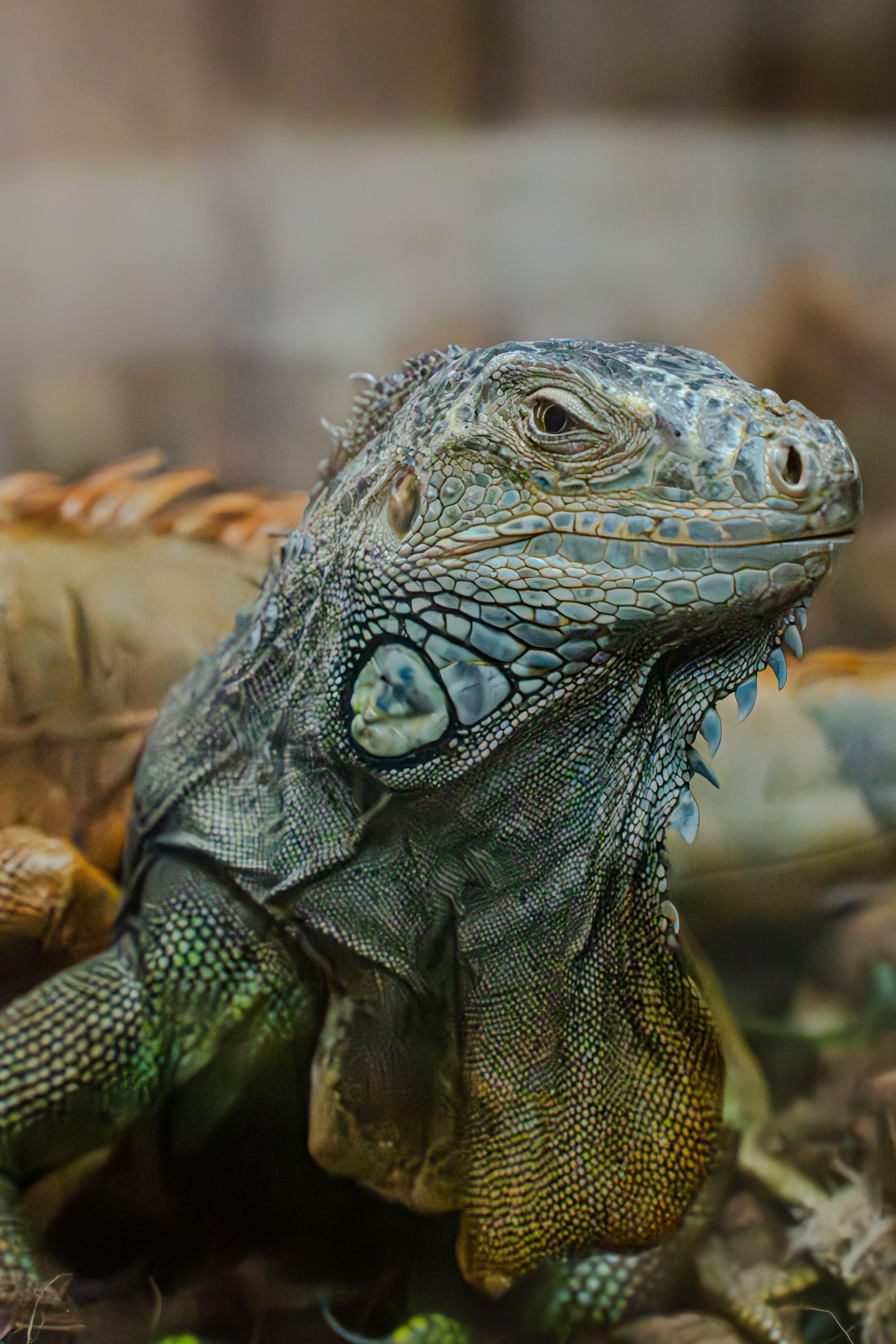 Close-up of a Green Iguana in Natural Habitat · Free Stock Photo