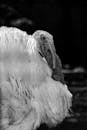 Black and White Close-up of a Turkey