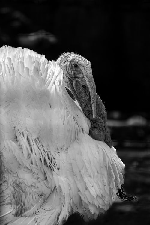 Free Artistic black and white close-up of a turkey showcasing its textured feathers. Stock Photo