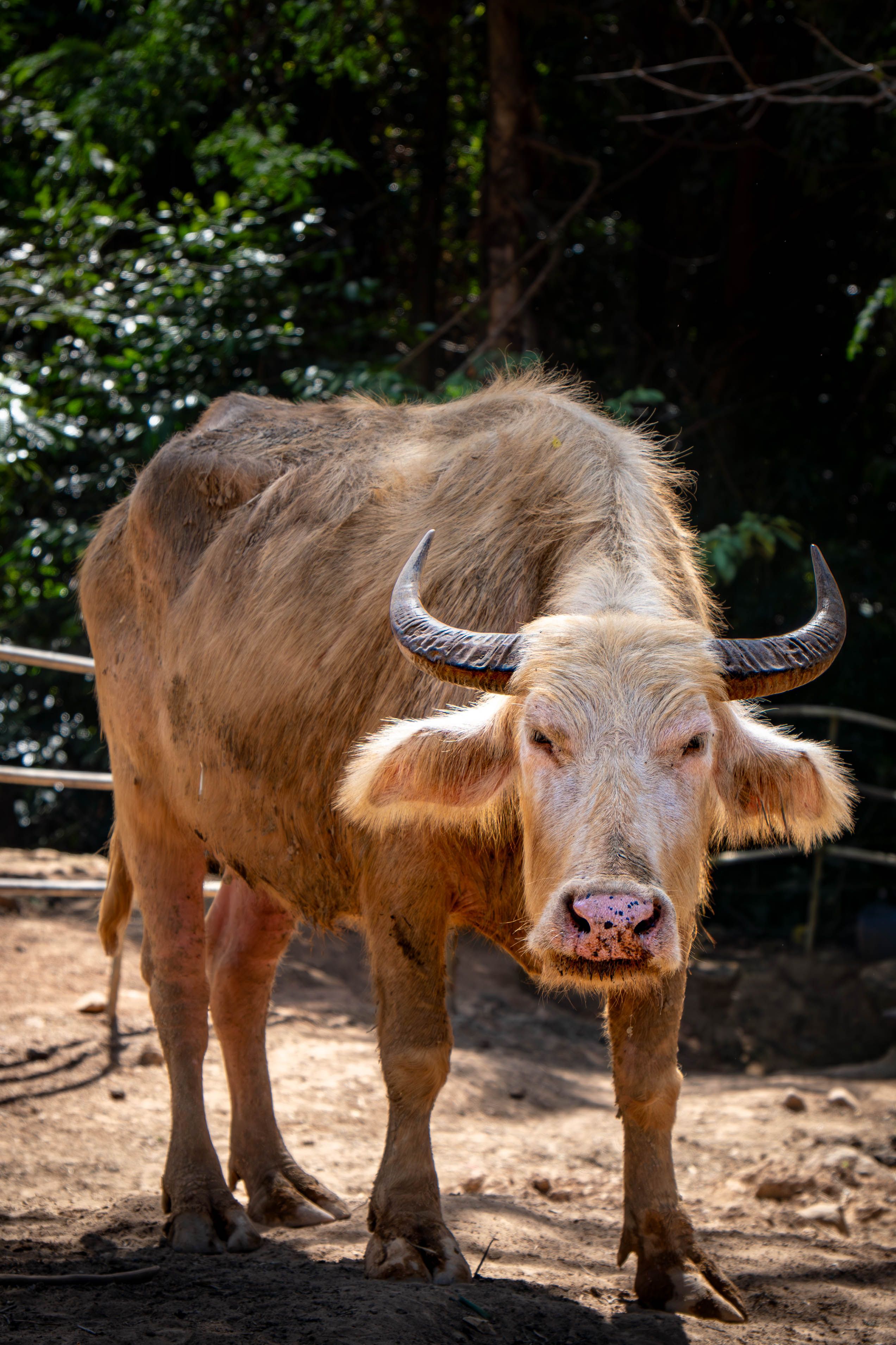 Sacred White Buffalo Photos, Download The BEST Free Sacred White ...