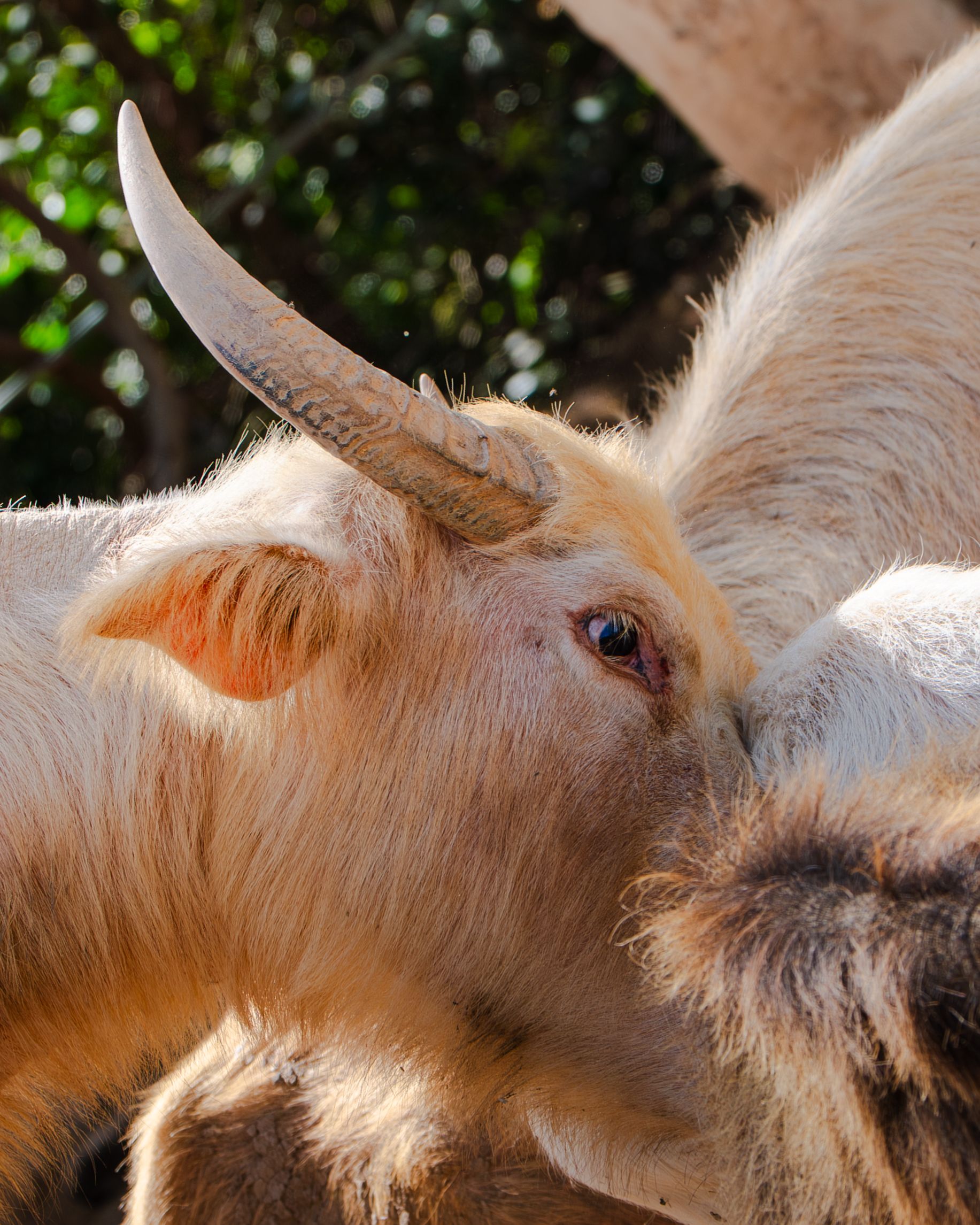 Close-up of Goats Interacting Outdoors · Free Stock Photo