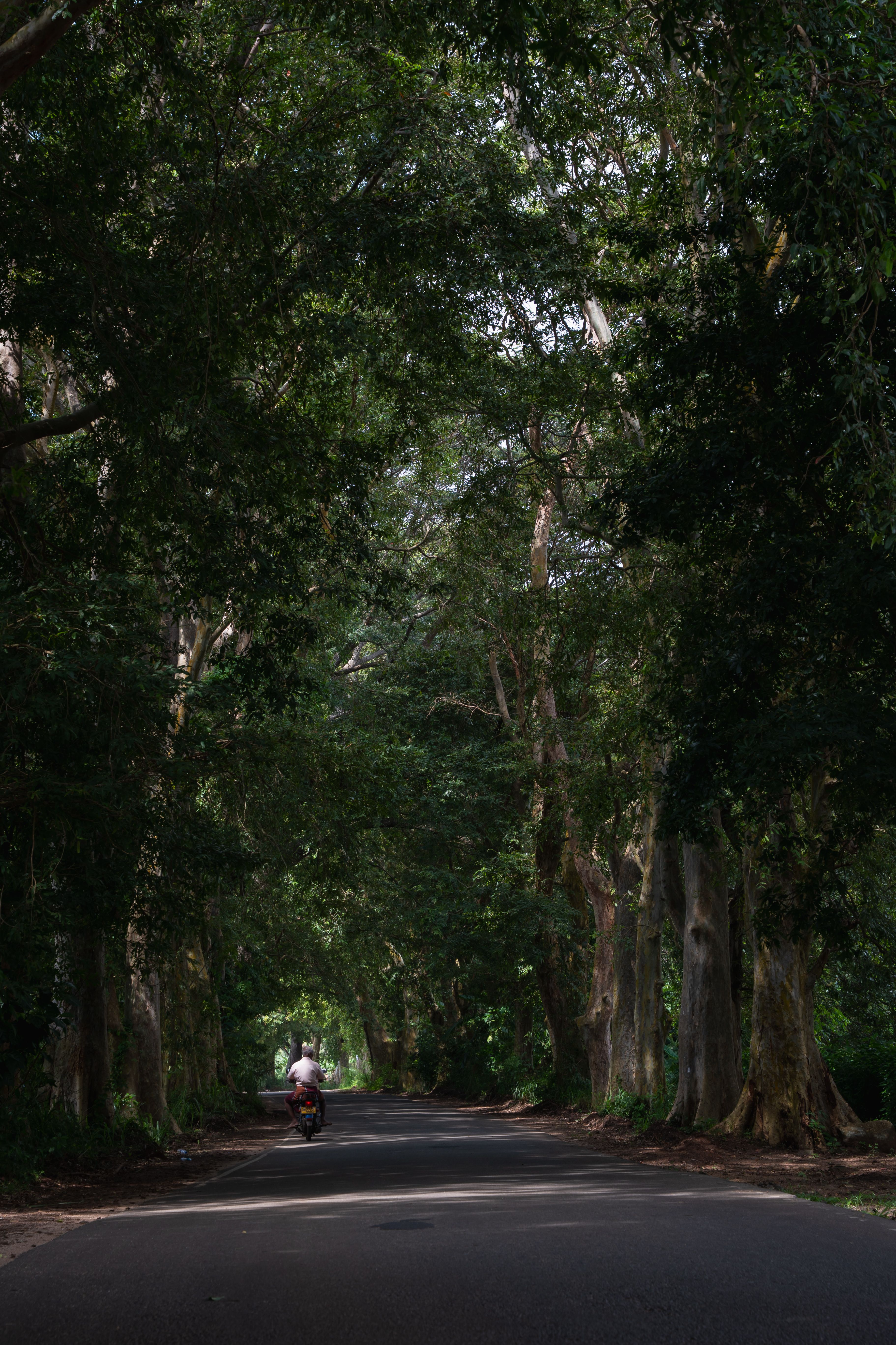 Serene Country Road Lined with Tall Trees · Free Stock Photo