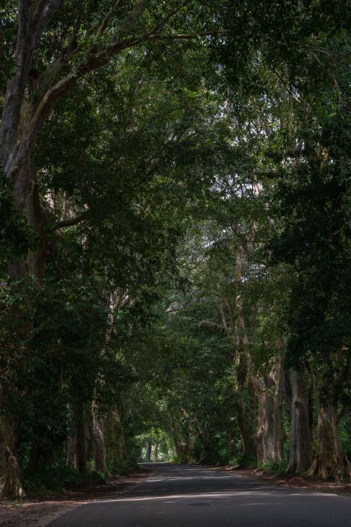 Free Peaceful road surrounded by tall trees in a lush forest, perfect for nature walks. Stock Photo